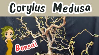 BONSAÏ Style BURTON 🌳 Avec le Corylus Medusa  Le Noisetier Nain [upl. by Bambie588]