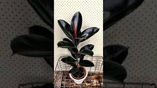 Rubber plant9061203655 indoorplants [upl. by Nanda]