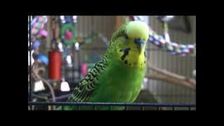 Disco the Parakeet Youre a Real Mensch [upl. by Bilek]