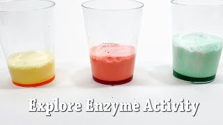 Explore Enzymes  STEM Activity [upl. by Nilesoy964]