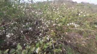 Jasminum sp Kanchipuram dt [upl. by Alpert]