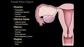 01Female Repro System Pelvic organs [upl. by Ainek]