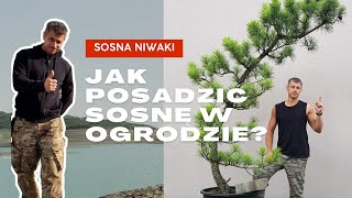 Sosna NIWAKI Jak posadzić [upl. by Kela900]