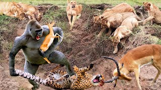 Rare Sight Fierce Baboon Attacks Cheetah To Save Impala  Baboon Vs Cheetah [upl. by Airdnat320]