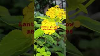 LANTANA  Drought and deer resistant invasive evergreen shrub plant  flowers in clusters  umbels [upl. by Namya]