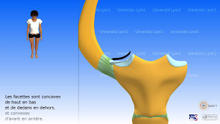 Lépaule larticulation sternocostoclaviculaire [upl. by Animor]