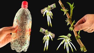 Put dry Dendrobium orchid branches into the jar Suddenly every node sprouted [upl. by Otrebide]