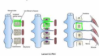 Development of the Somites and Neural Tube [upl. by Omoj]