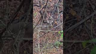 Bucks of Indiana deer deerhunting shortvideo shorts justwalking [upl. by Rickard]