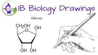 Drawing a Ribose [upl. by Ynohtn]