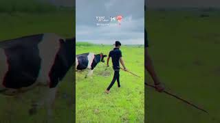 Dairy Farmer Attitude😎🔥 Abhay Pawale Dairy Farm👑🔝 foryou youtubeshorts dairyfarm shorts [upl. by Elish]