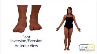 Foot Inversion Eversion [upl. by Ahsets]