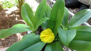 Rare ginger How to grow Costus subsessilis [upl. by Ymas516]