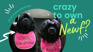 Crazy to own a Newfie  Life with THE Newfoundland DOG [upl. by Marlane]