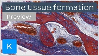 Bone tissue formation ossification and cells preview  Human Histology  Kenhub [upl. by Nywroc8]