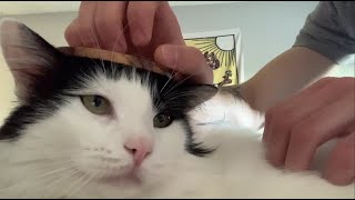 ASMR with my freeloading roommate purring biting [upl. by Karolina]