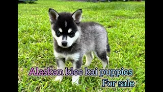 Alaskan Klee Kai Puppies For Sale in Hampstead [upl. by Latrice]