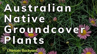 14 Australian Native Groundcover Plants for Your Garden [upl. by Herald]