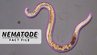 Nematoda Facts ROUNDWORM Facts and Information  Animal Fact Files [upl. by Somisareg]