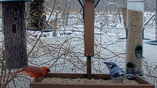 Red And Blue Cardinal And Blue Jay Forage Together At Cornell Feeders – Jan 8 2024 [upl. by Sinnelg605]