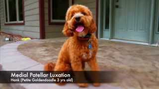 What does Medial Patellar Luxation Look Like in a dog 11 video series [upl. by Nelrac]