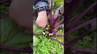 Red vegetable moss Prame vegetables Rural pure green non rumbling vegetable [upl. by Lyndes667]