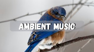 Mellow Music  Ambient Music for inspiring your soul [upl. by Esimaj144]