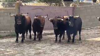 Toros de Sant Pere del Grau [upl. by Ahsilaf]