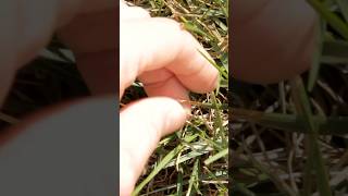 How to Check for Bill Bugs in Your Lawn  DoMyOwncom [upl. by Prospero]