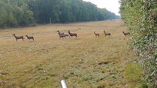 Chasse Cerfs Sangliers Chevreuils  Best Of Saison 20222023  Volume 2 [upl. by Ayama]