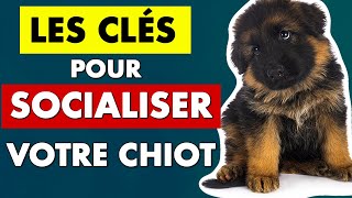 Socialiser un chiot  conseils déducation pour chiot  EDUC DOG [upl. by Vickie211]