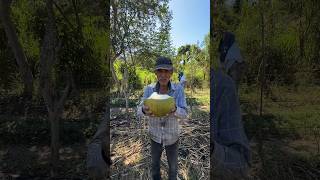 Tomando agua de Coco fresca agua coconut bebidas [upl. by Ahsikit641]