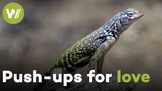 Male lizard does pushups to impress Females  Lizards of the Desert [upl. by Aneev]