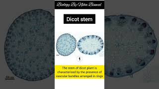 Difference between Monocot and Dicot plant stem section new biology periderm stem upsc viral [upl. by Jessika]