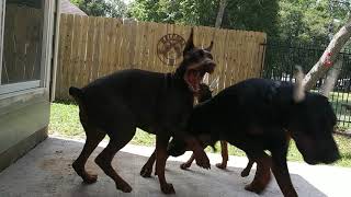 My European Dobermans [upl. by Trudey]