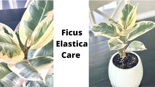 Ficus Elastica Tineke Care and Repotting [upl. by Nyladnor]