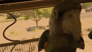 Scariest Parrot Video  Jurassic Park Lives [upl. by Monafo]