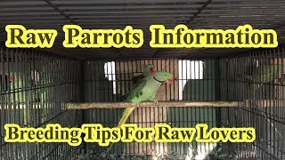 Alexander ParrotHow To Make Breeding Setup For Raw ParrotBreeding Tips For Raw Parrot HINDI\URDU [upl. by Sakram]