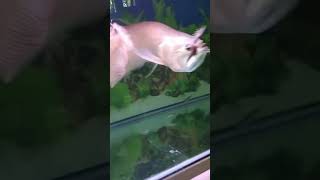 Arowana Fish not eating pellets  Arowana Fish not eating Live food   Arowana Fish not eating [upl. by Mariande580]