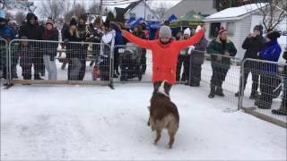 Danse canine avec Keno [upl. by Aneetsyrk]