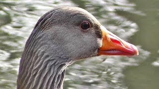 Greylag Goose  Geese at Tehidy Woods  Graylag in the USA [upl. by Nonrev]