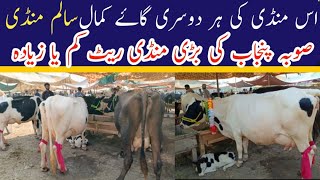 Salam Mandi of Sargodha Rates Update  latest price update  Big cow mandi 2024 [upl. by Ynnod]