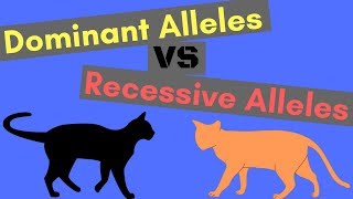 Dominant Alleles vs Recessive Alleles  Understanding Inheritance [upl. by Dunning]