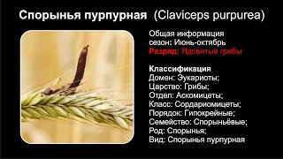 Спорынья пурпурная Claviceps purpurea [upl. by Shedd]