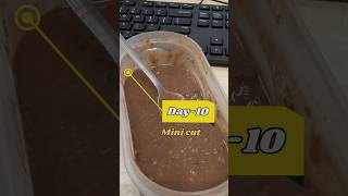 Mini cut Day10 gym motivation gymworkout [upl. by Morry]