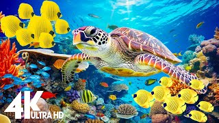 Under Red Sea 4K  Dive into Under Red Sea in 4K Stunning Marine World  Relaxing music  4K Video [upl. by Dorris]