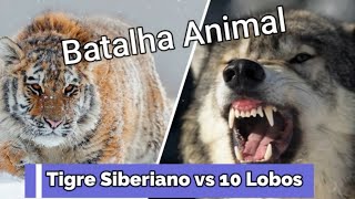 Tigre Siberiano vs 10 Lobos Cinzentos [upl. by Onirefes395]