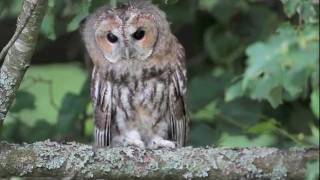 Namine peleda  Strix aluco  Tawny Owl [upl. by Julianne]