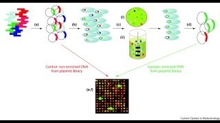 Genomic library screening [upl. by Uos971]