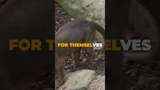 Discovering Madagascars Fossa Rainforest Apex Predator 🌿🐾 [upl. by Elurd412]